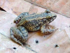 Limnonectes larvaepartus, a new species of frog discovered  in Nantu